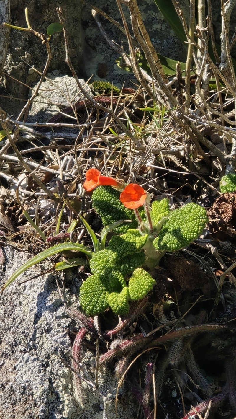 Sinningia bullata photo 5
