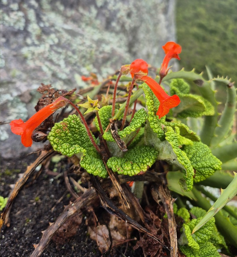 Sinningia bullata photo 6