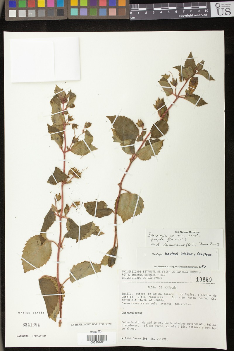 Sinningia ganevii