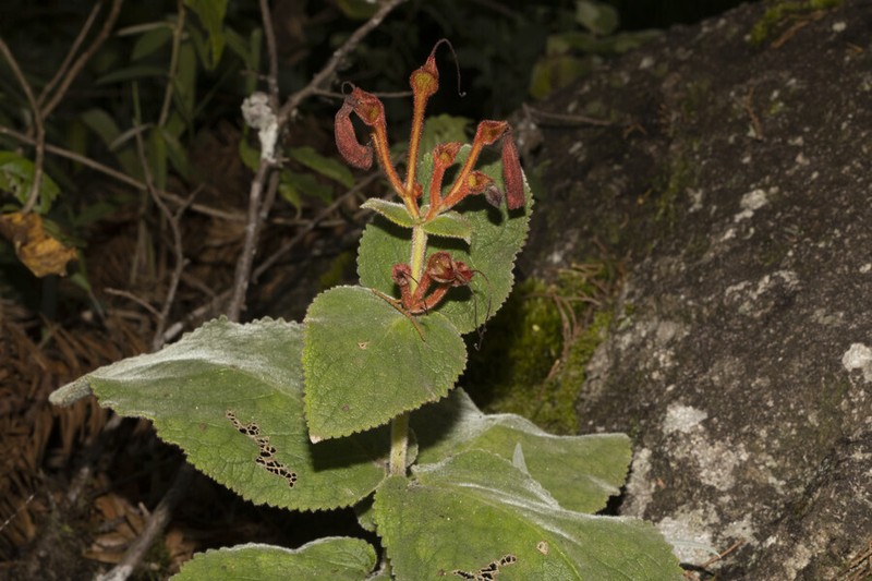 Sinningia globulosa