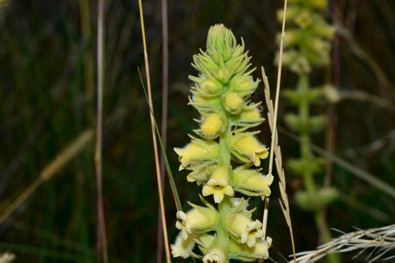 Sinningia lutea