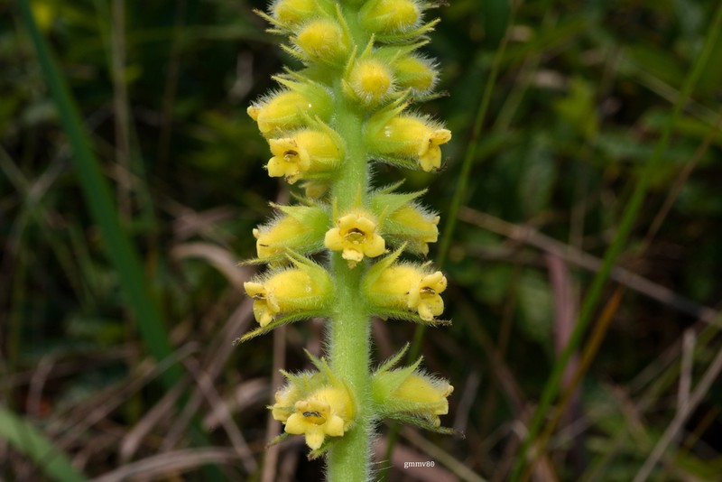 Sinningia lutea photo 2