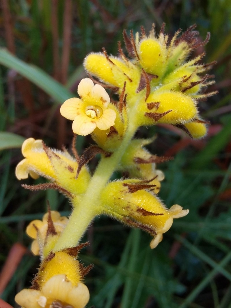 Sinningia lutea photo 3