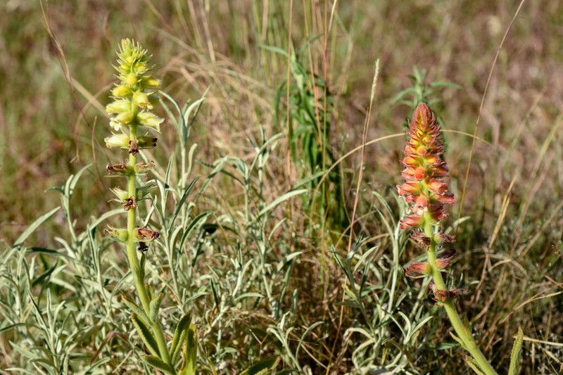 Sinningia lutea photo 4
