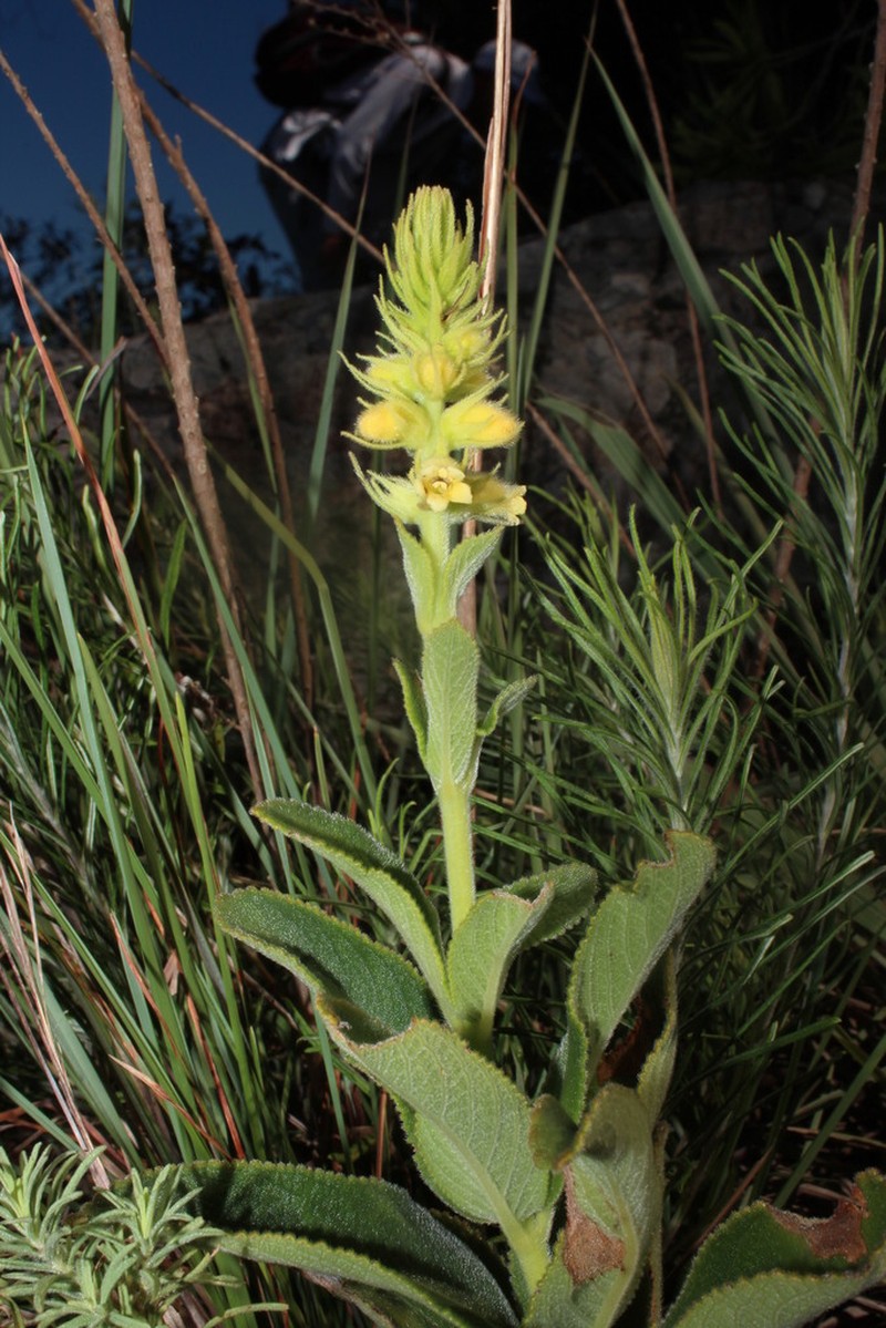 Sinningia lutea photo 5