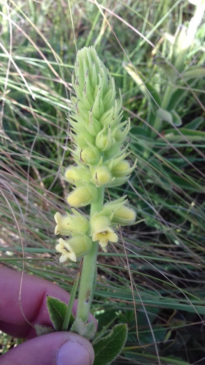 Sinningia lutea photo 6