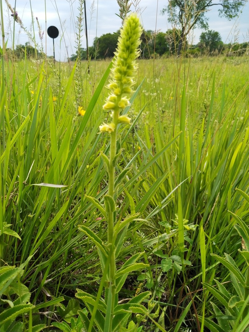 Sinningia lutea photo 7