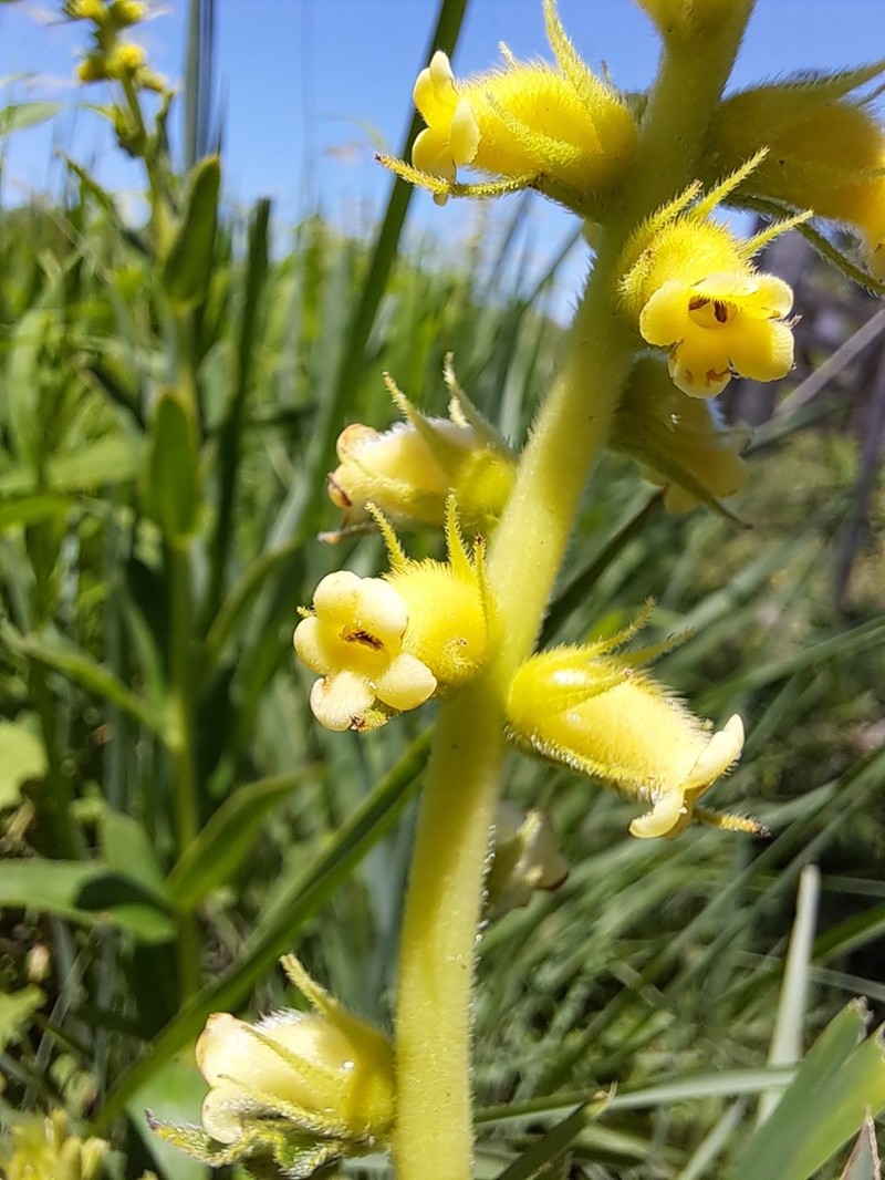 Sinningia lutea photo 8