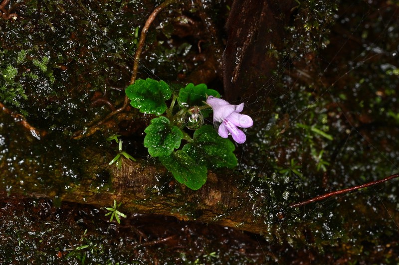 Sinningia minima
