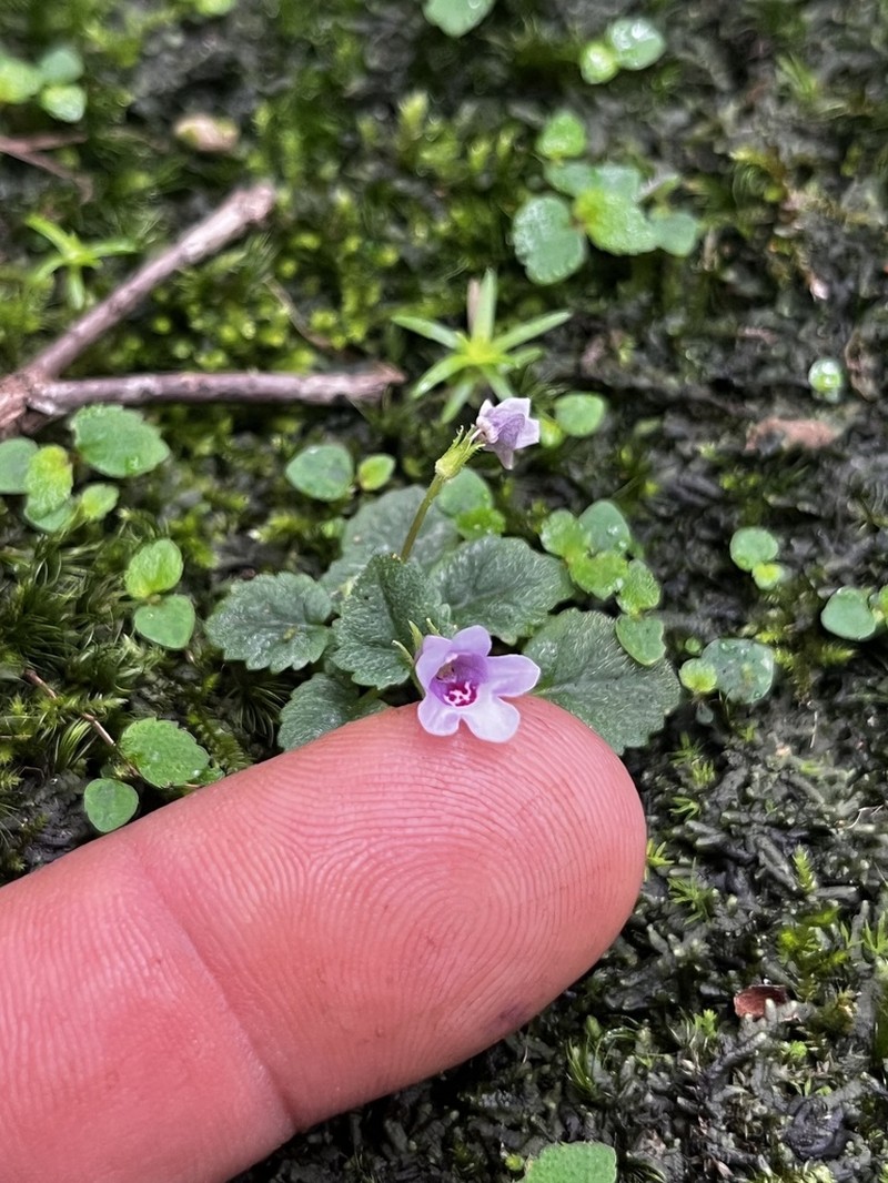 Sinningia minima photo 2