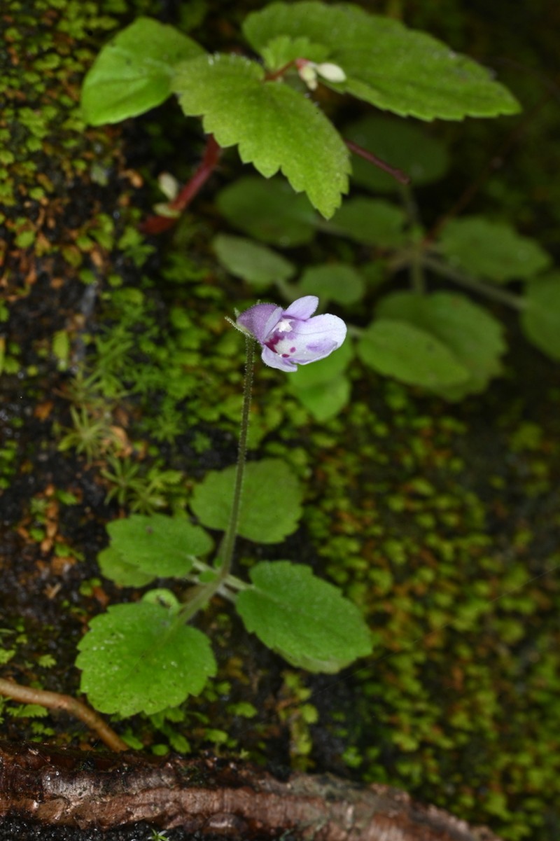 Sinningia minima photo 3