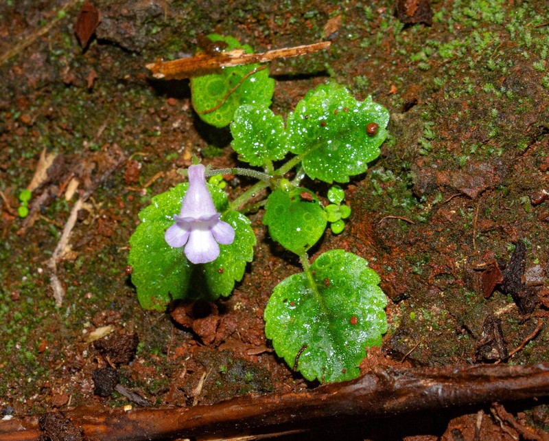 Sinningia minima photo 4