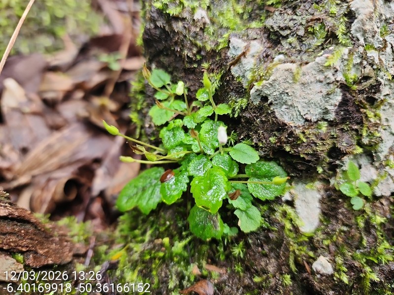 Sinningia minima photo 5