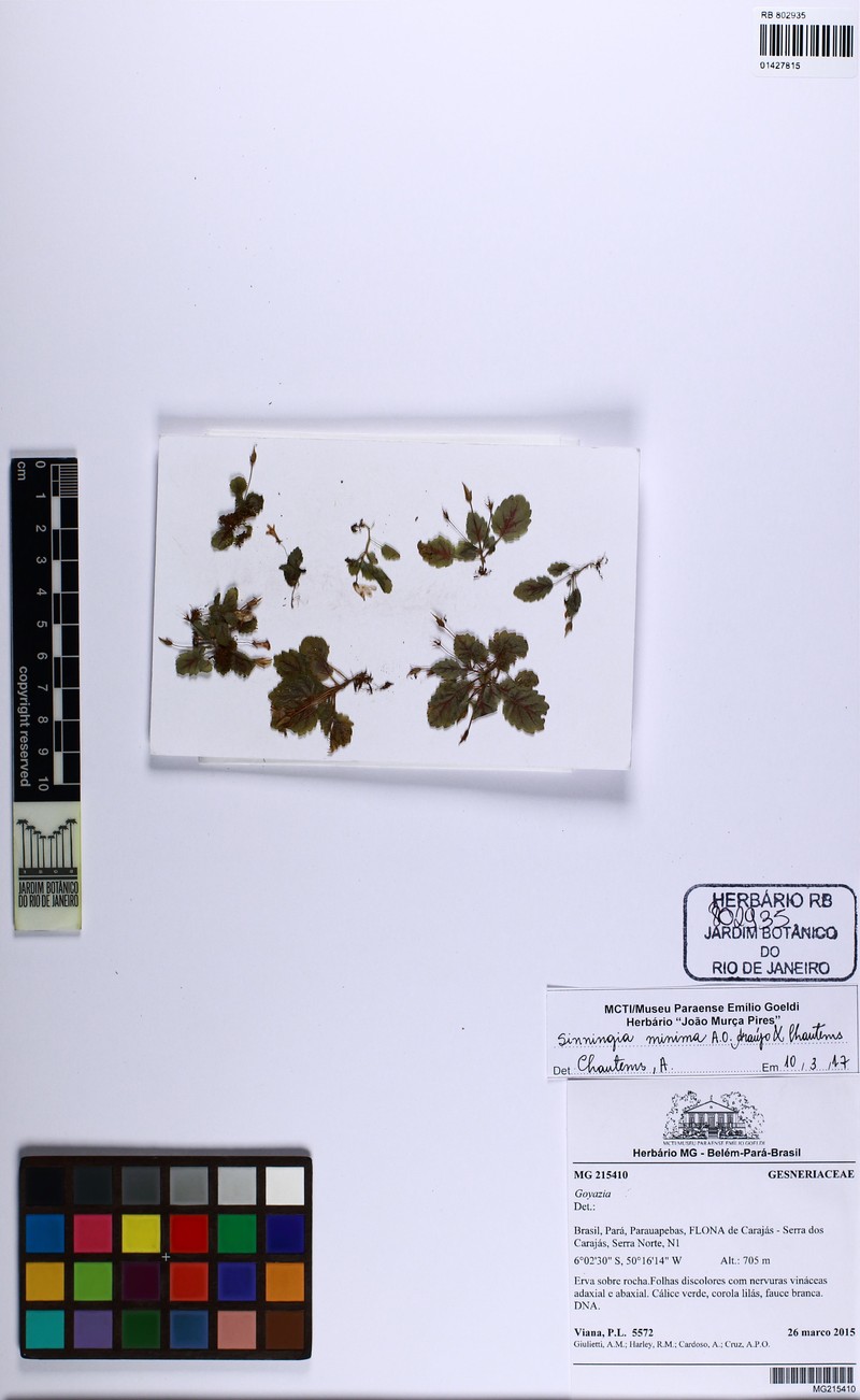 Sinningia minima photo 8