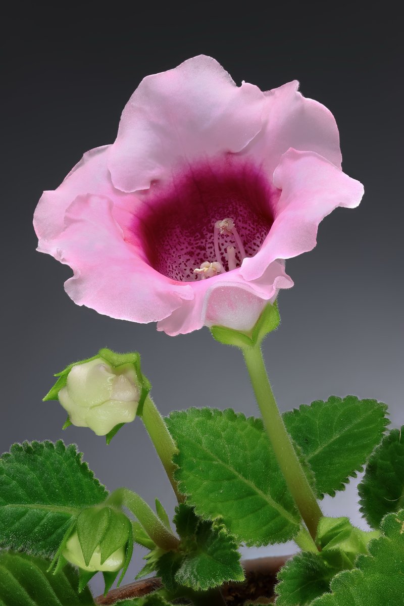 Brazilian Gloxinia