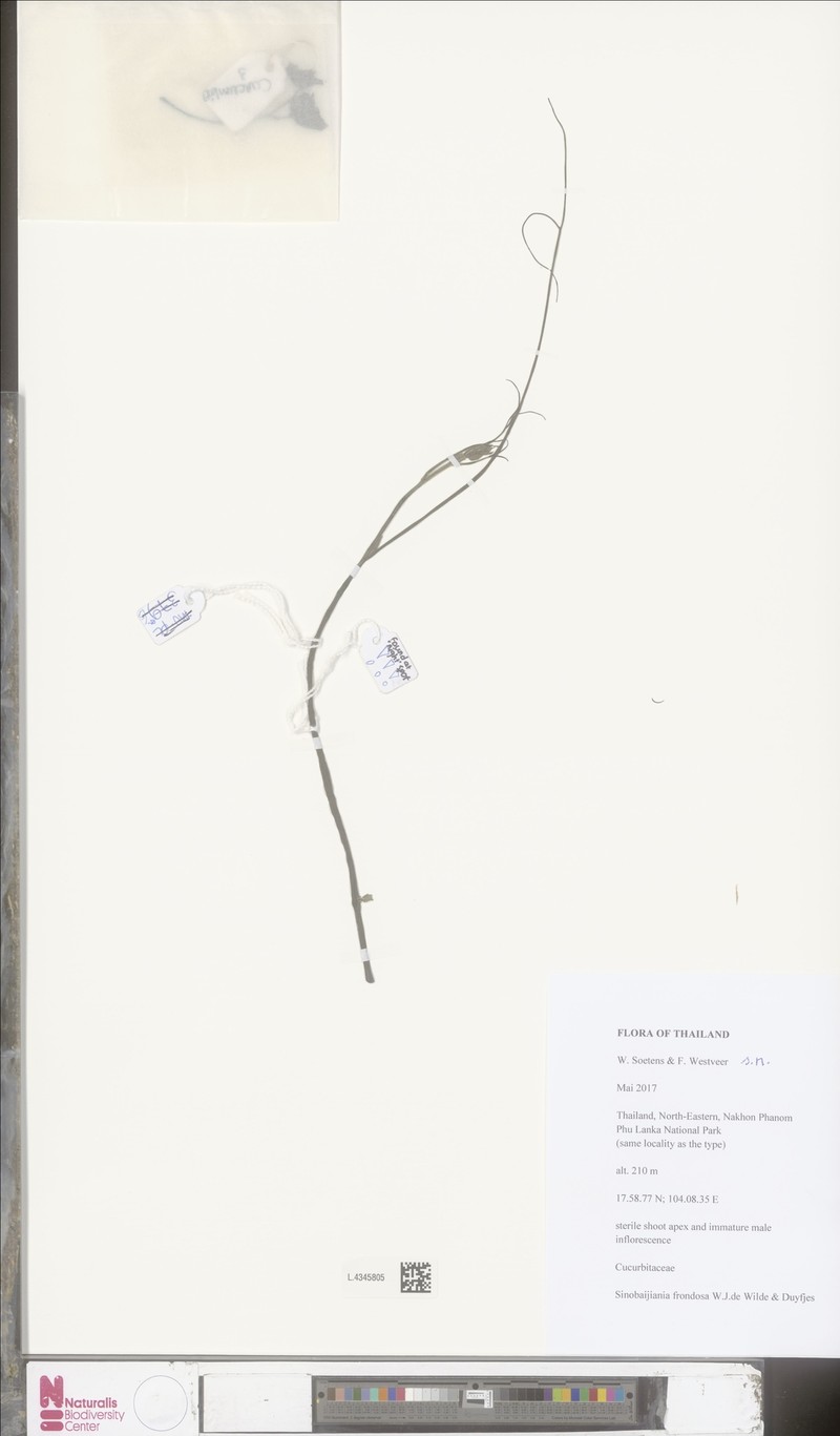 Sinobaijiania frondosa