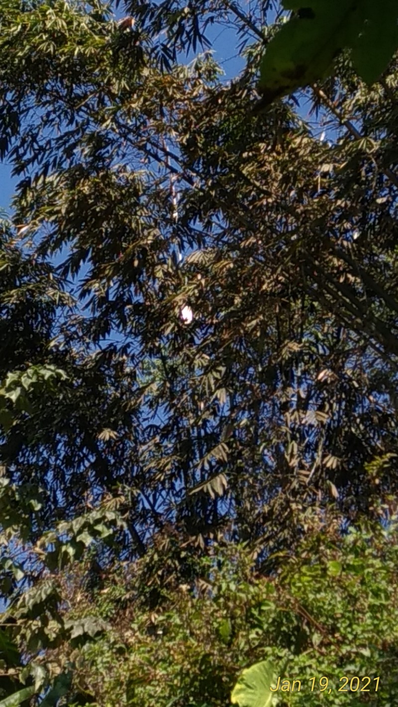 Wideleaf Bamboo photo 2