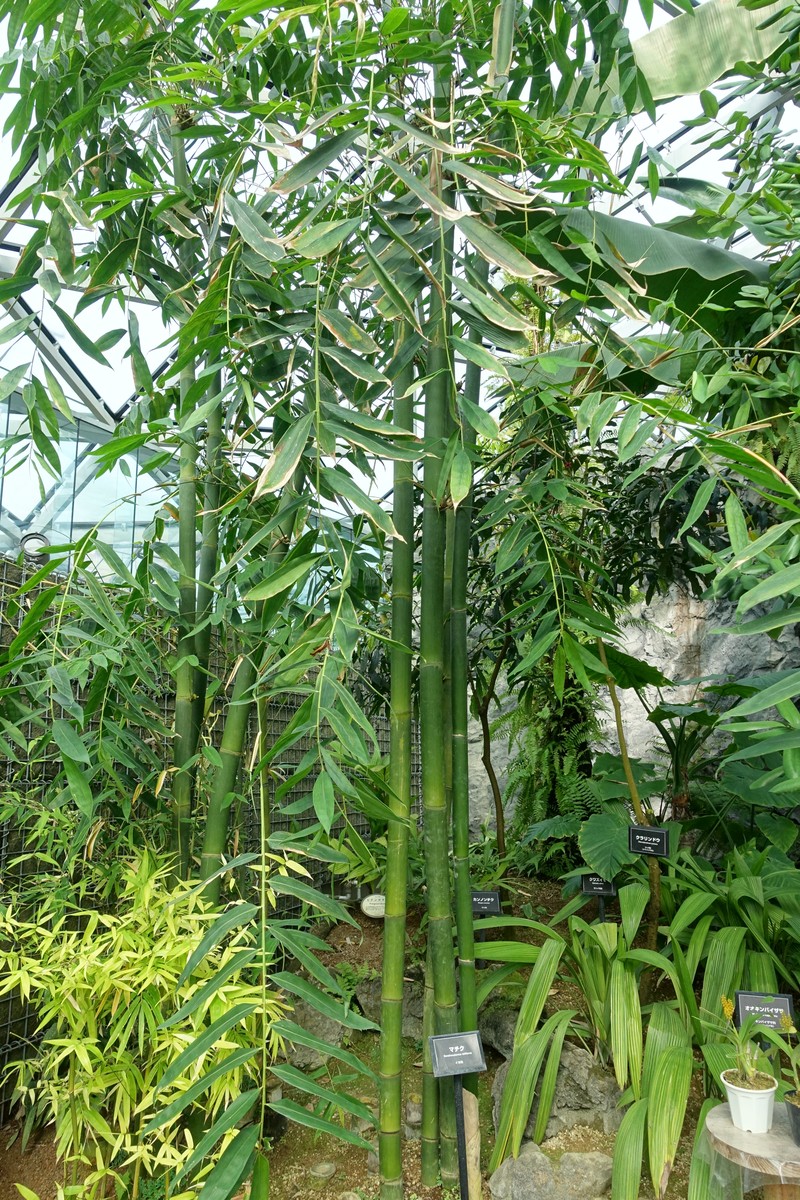 Wideleaf Bamboo