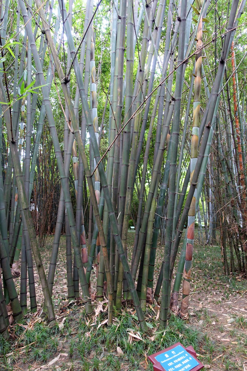 Wideleaf Bamboo photo 3