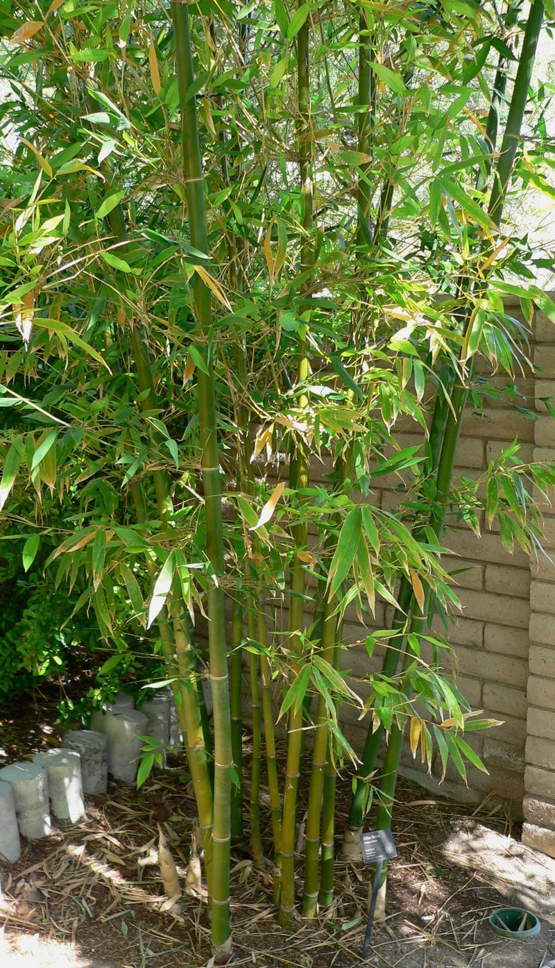 Sinocalamus oldhamii
