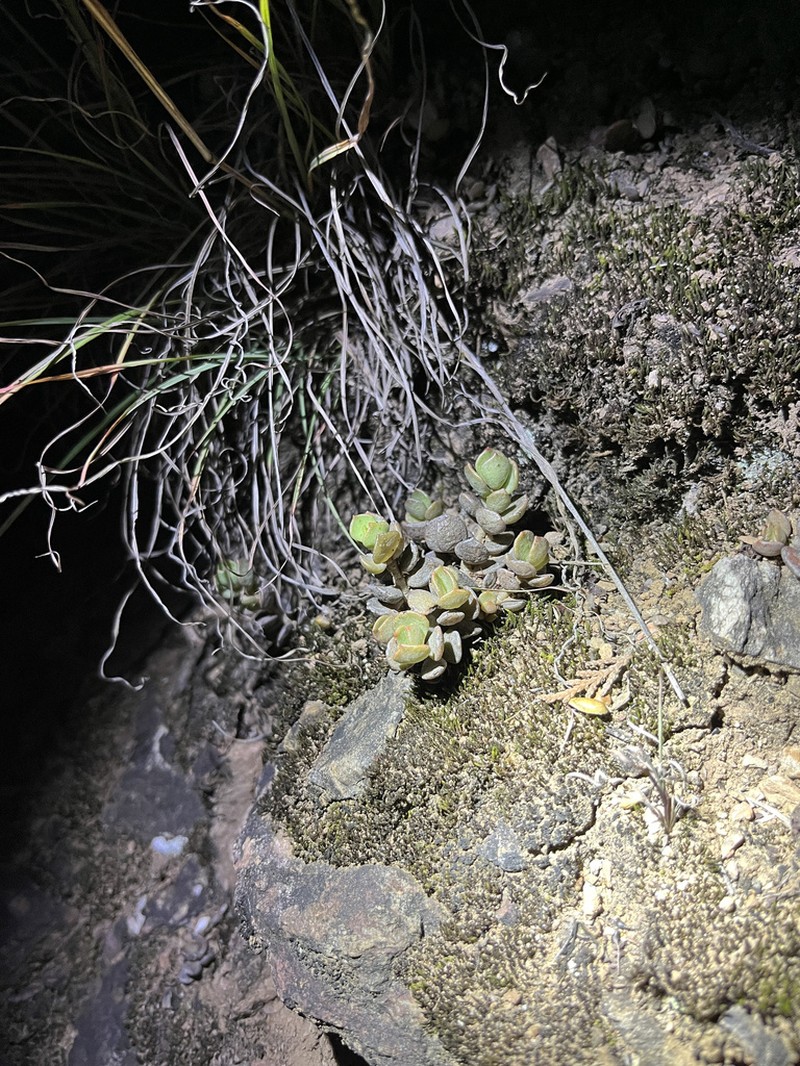 Sinocrassula ambigua