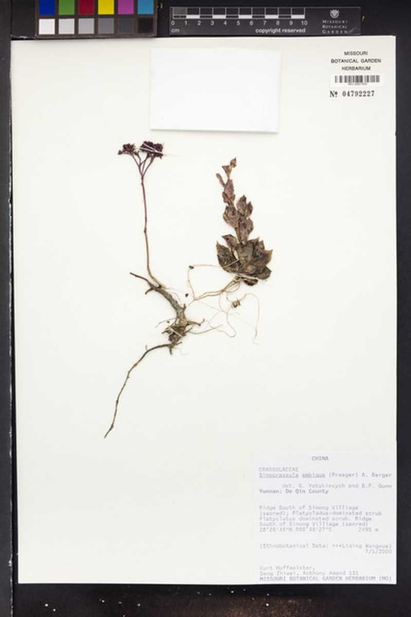 Sinocrassula ambigua photo 2