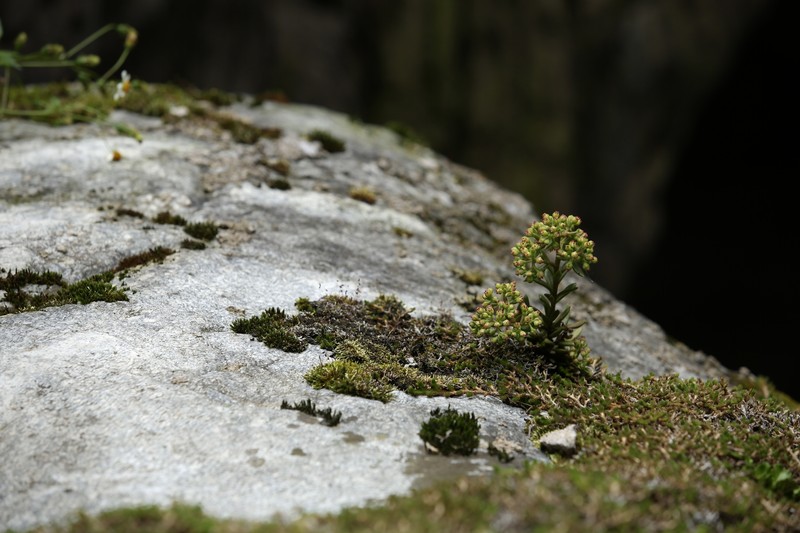 Sinocrassula indica var. indica