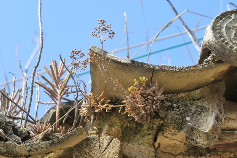 Sinocrassula vietnamensis