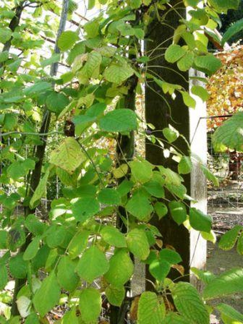 Sinofranchetia chinensis