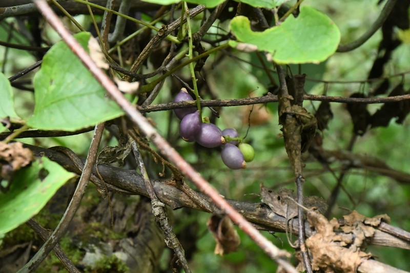 Sinofranchetia chinensis photo 2