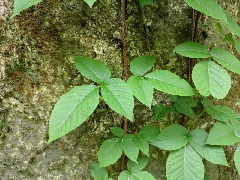 Sinofranchetia chinensis photo 3