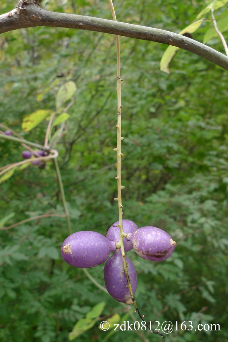 Sinofranchetia chinensis photo 4