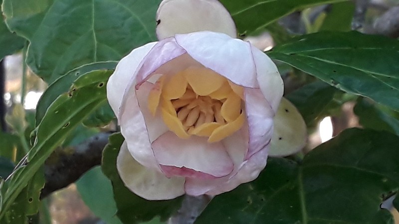 Sinofranchetia chinensis photo 5