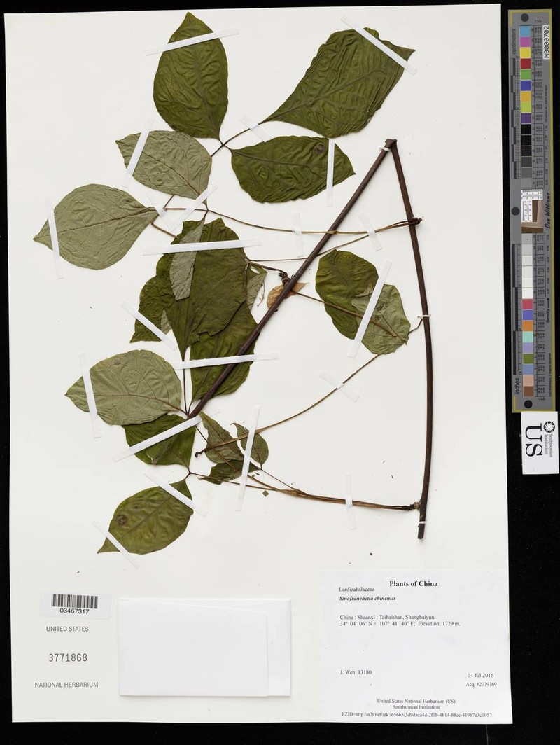 Sinofranchetia chinensis photo 6