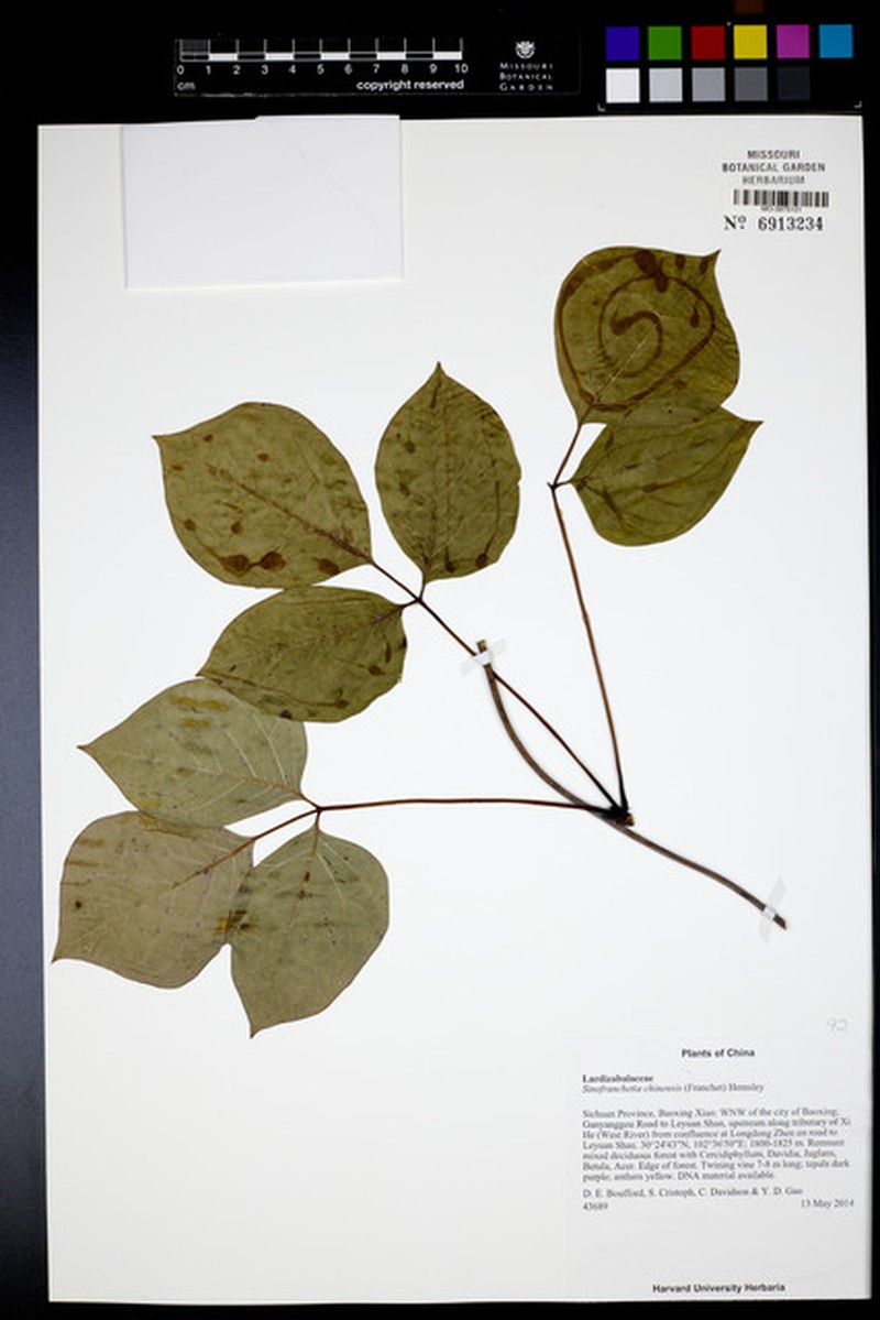 Sinofranchetia chinensis photo 7