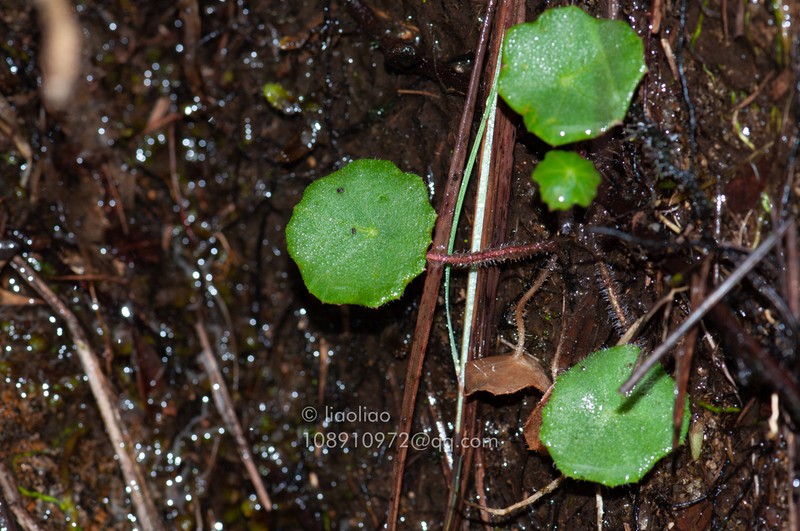 Sinosenecio peltatus