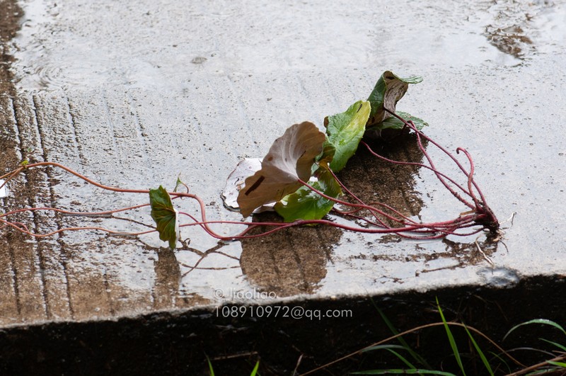 Sinosenecio peltatus photo 2