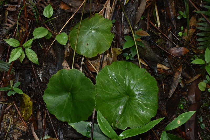 Sinosenecio peltatus photo 3