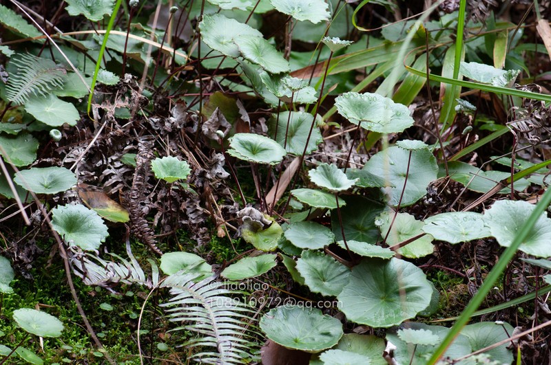 Sinosenecio peltatus photo 4