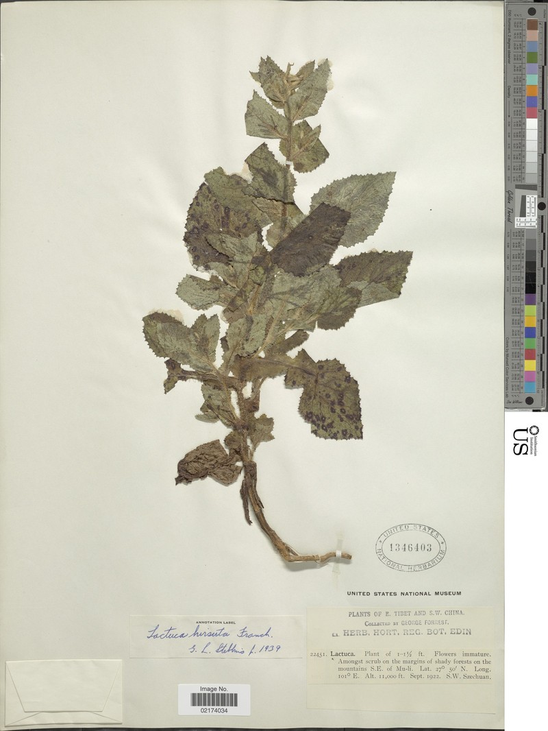 Sinoseris scandens
