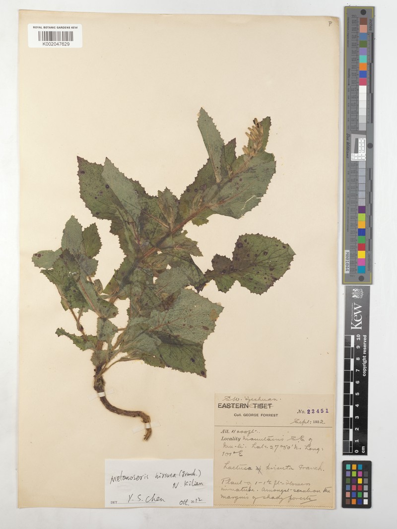 Sinoseris scandens photo 2
