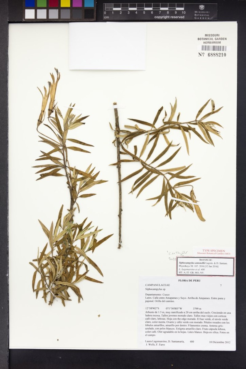 Siphocampylus antonellii photo 4