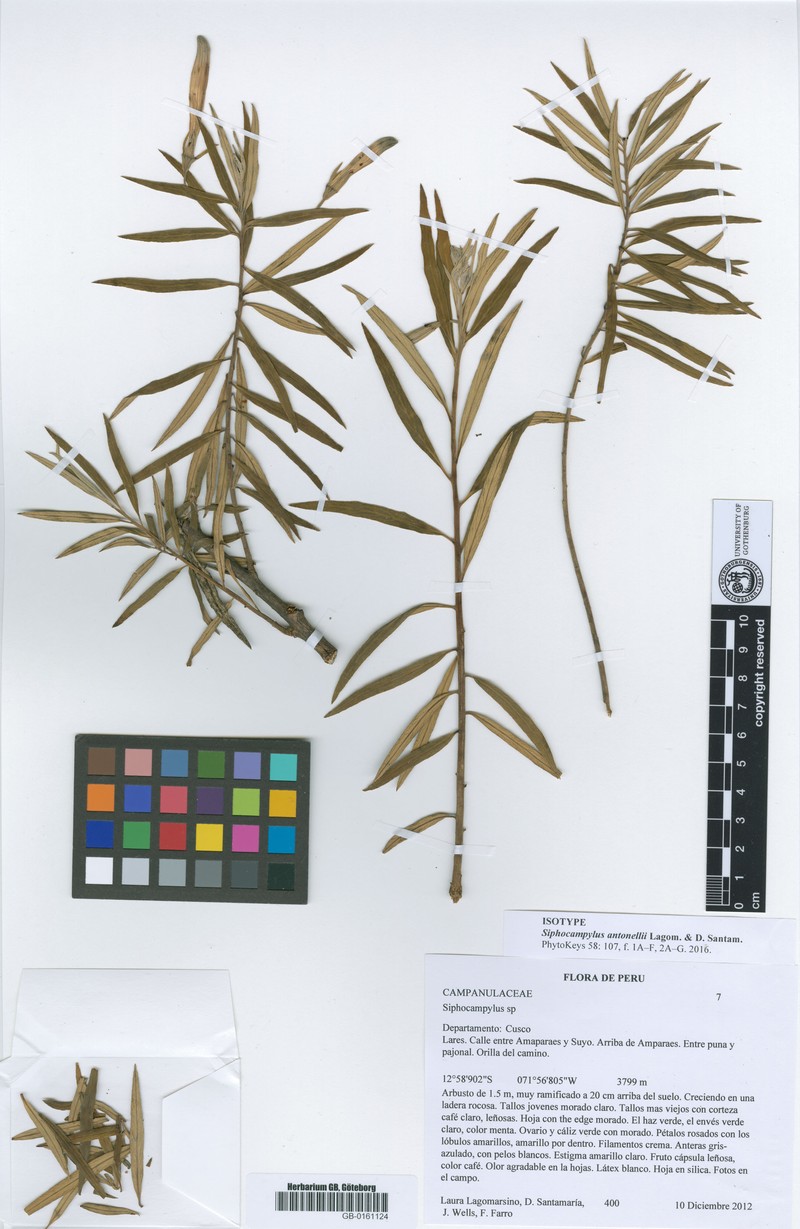 Siphocampylus antonellii photo 5