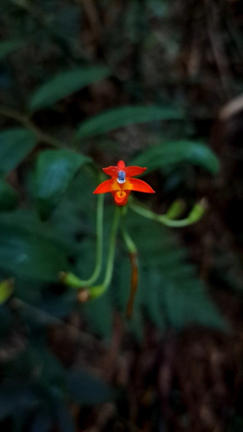 Siphocampylus baccae