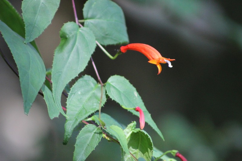 Siphocampylus baccae photo 3