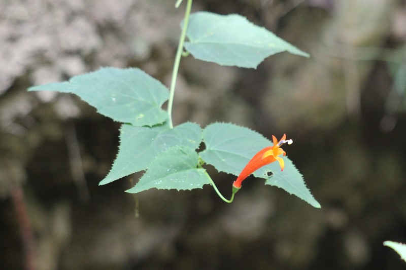 Siphocampylus baccae photo 4