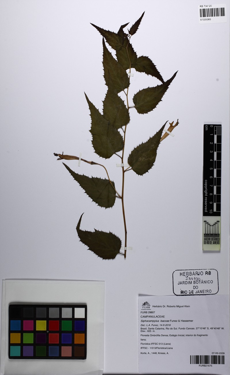 Siphocampylus baccae photo 5