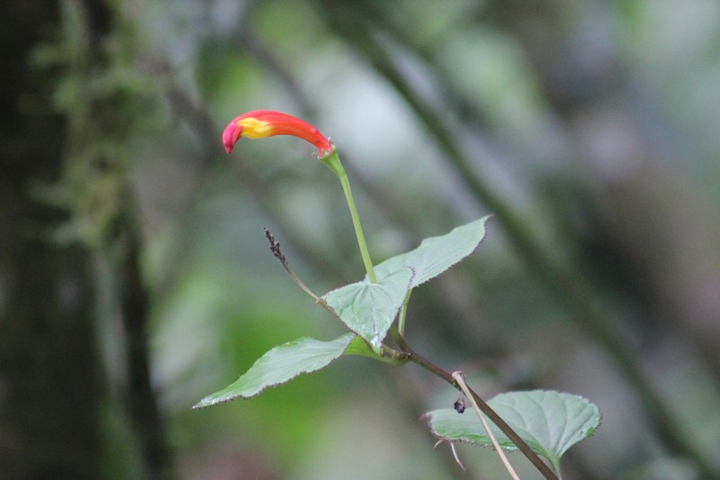 Siphocampylus sevegnaniae photo 3