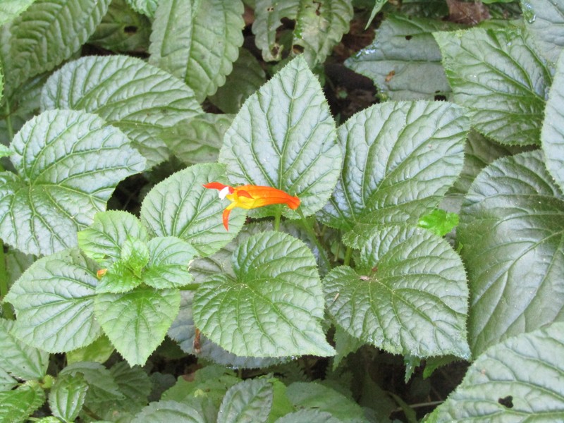 Siphocampylus sevegnaniae photo 6