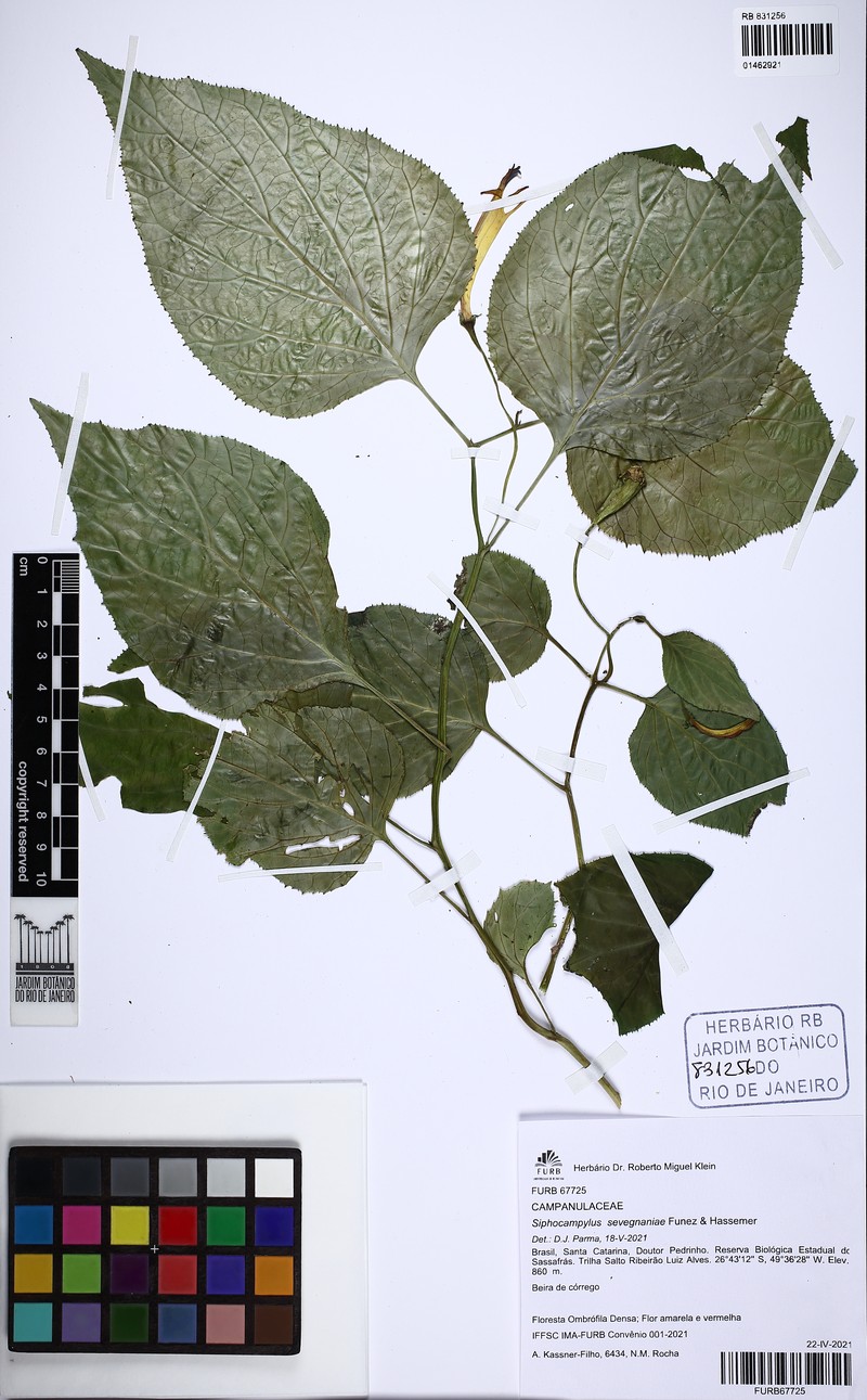 Siphocampylus sevegnaniae photo 8